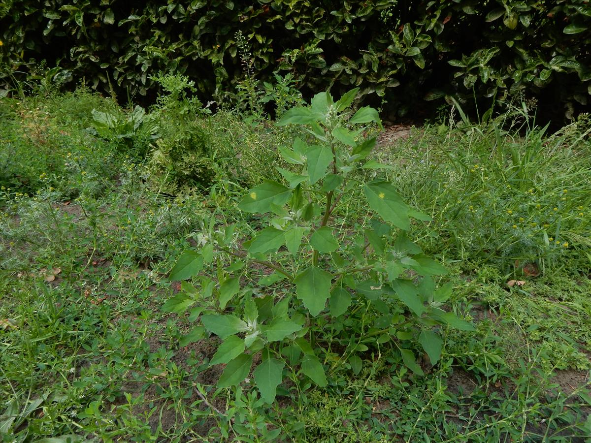 Chenopodium album (door Peter Meininger)