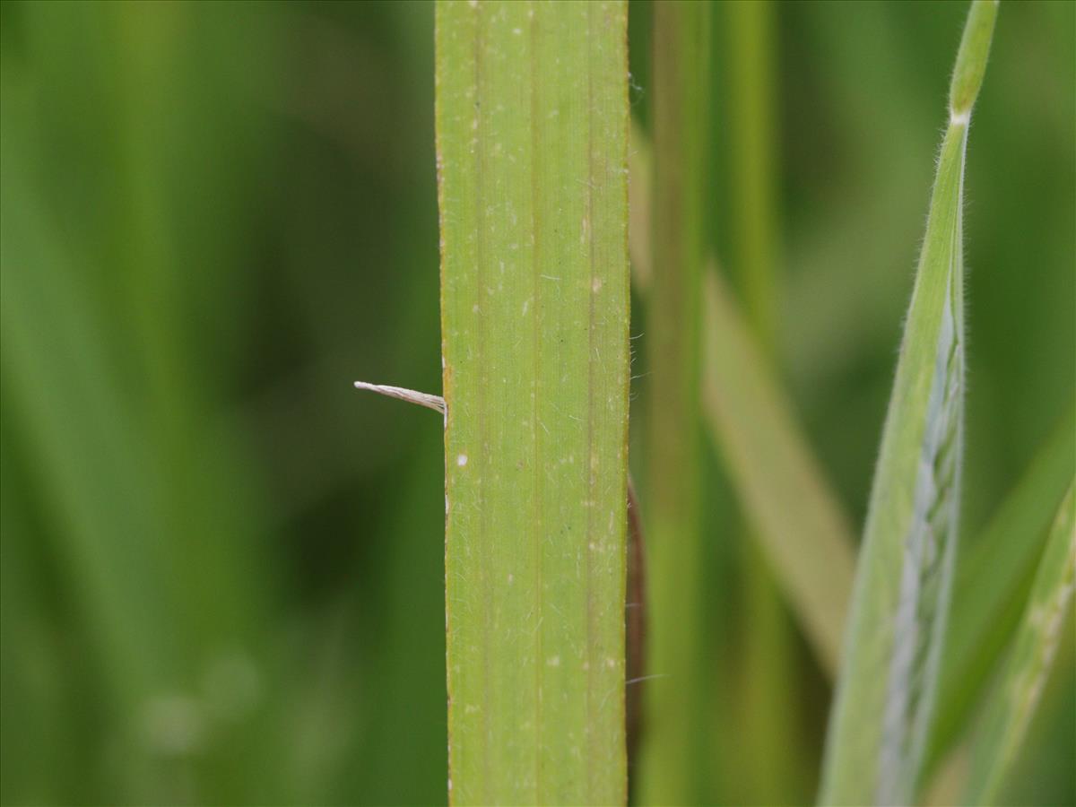 Bromus racemosus subsp. racemosus (door Jorian Eijkelboom)