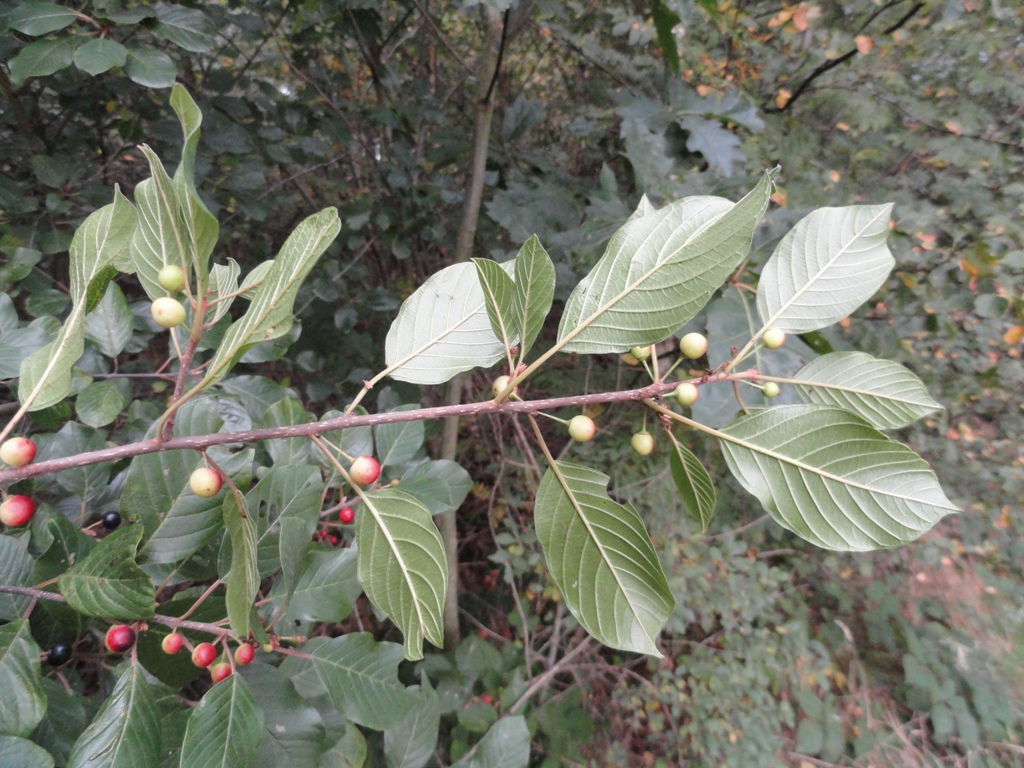 Frangula alnus (door wim van der neut)