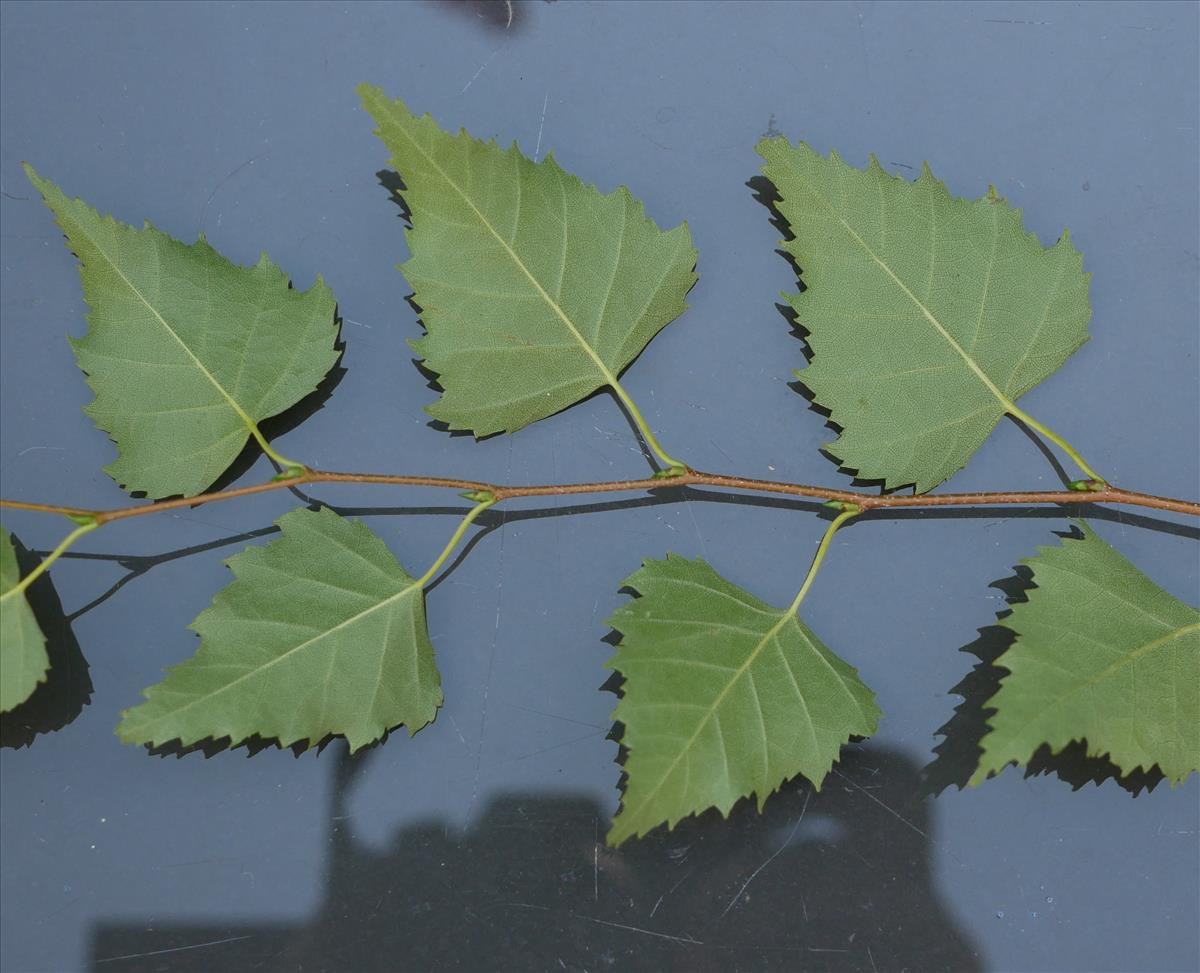 Betula pendula (door Wim van der Neut)