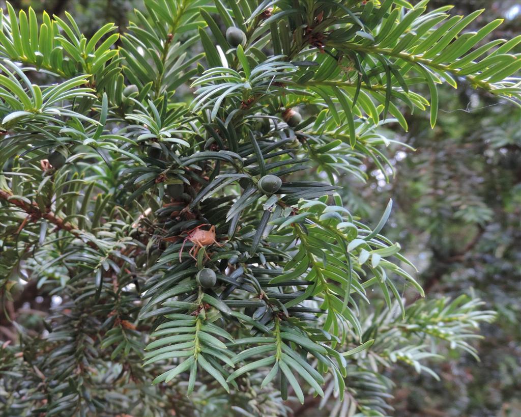 Taxus baccata (door Wim van der Neut)