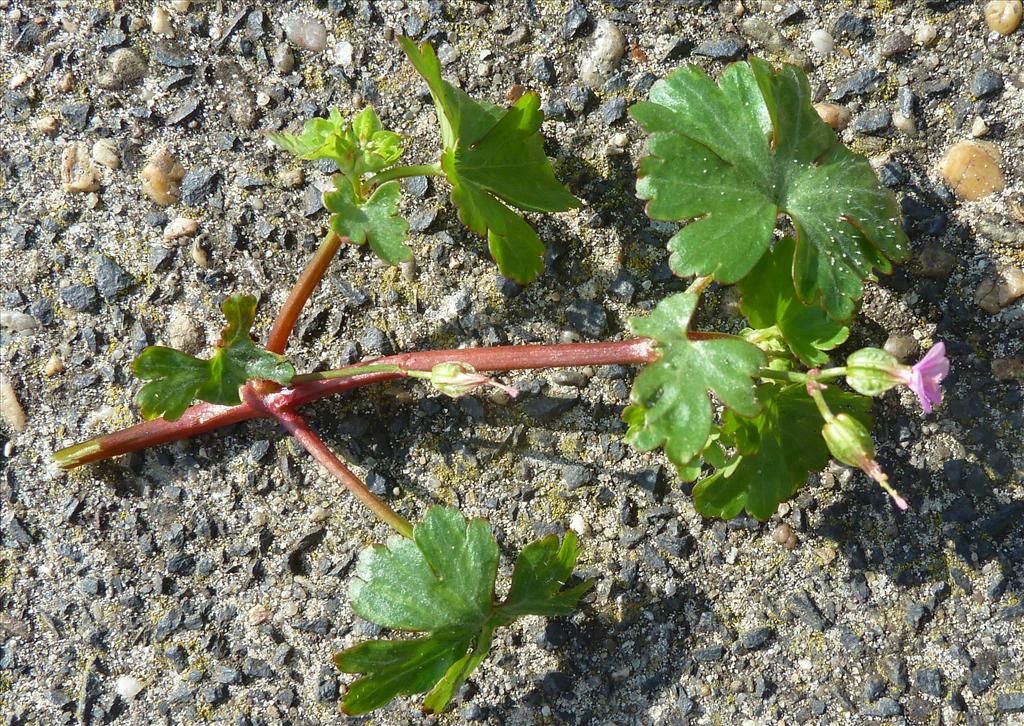 Geranium lucidum (door Peter Wetzels)