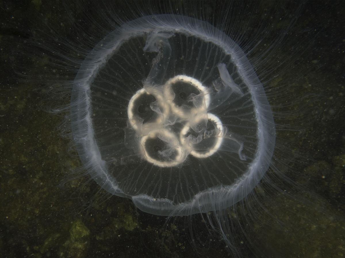 Aurelia aurita (door Marion Haarsma)