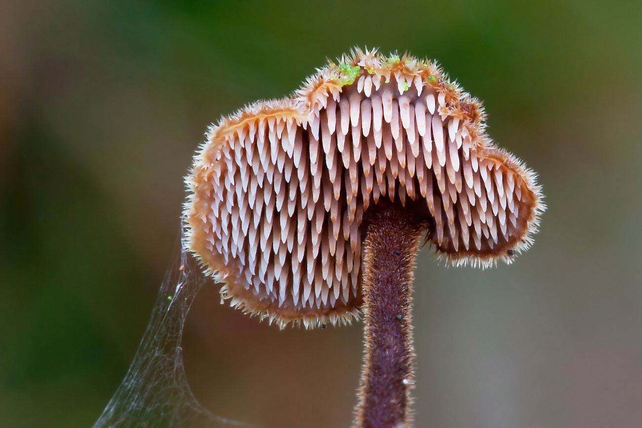 Auriscalpium vulgare (door John Breugelmans)