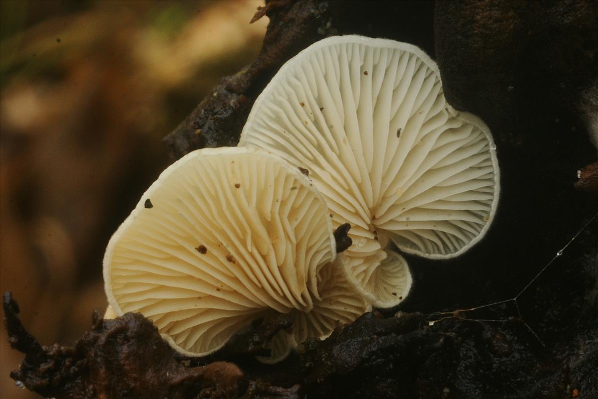 Clitopilus rhodophyllus (door Henk Remijn)