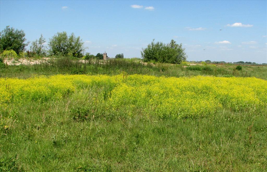 Rorippa austriaca (door Bert Verbruggen)