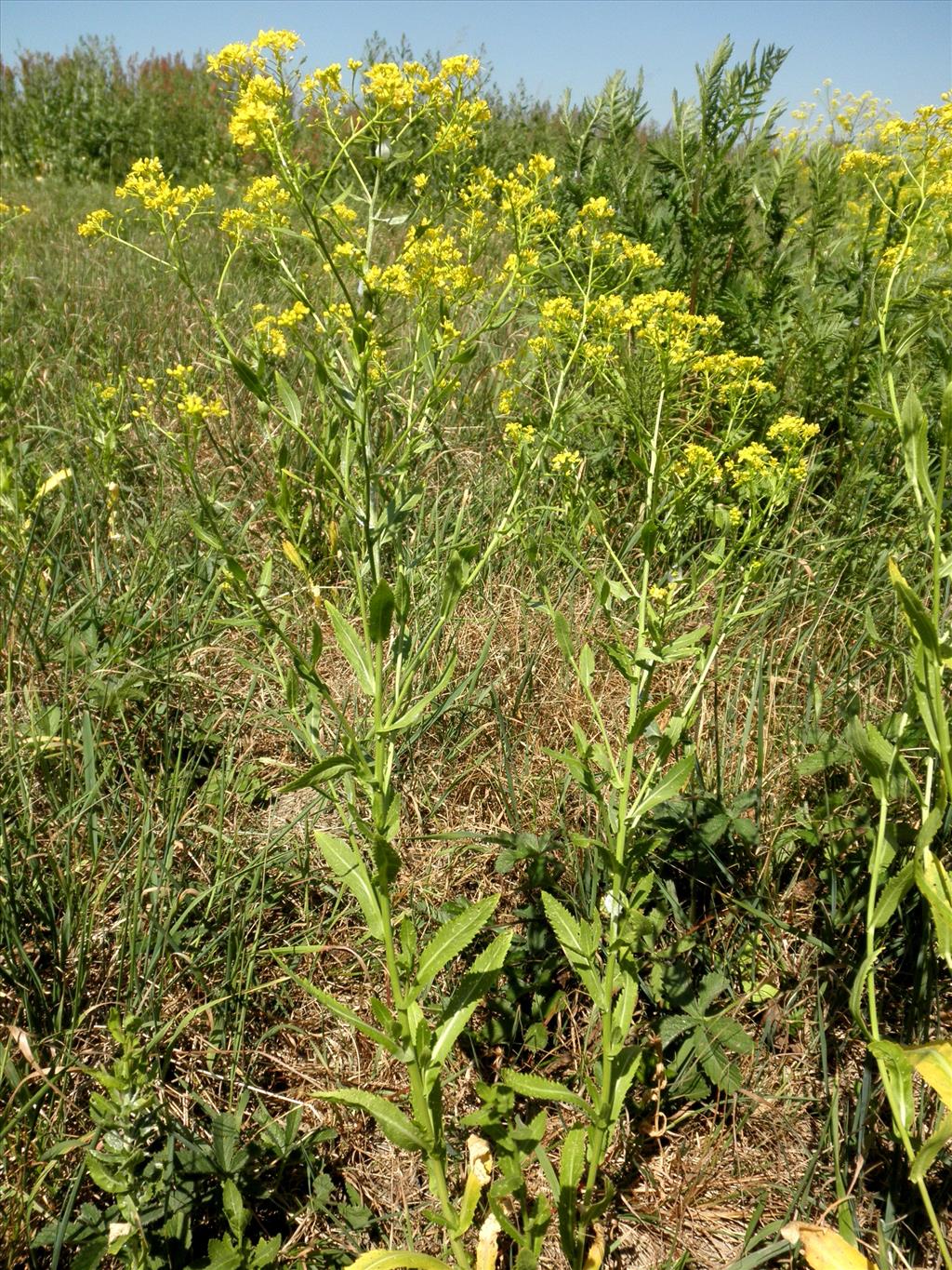 Rorippa austriaca (door Bert Verbruggen)