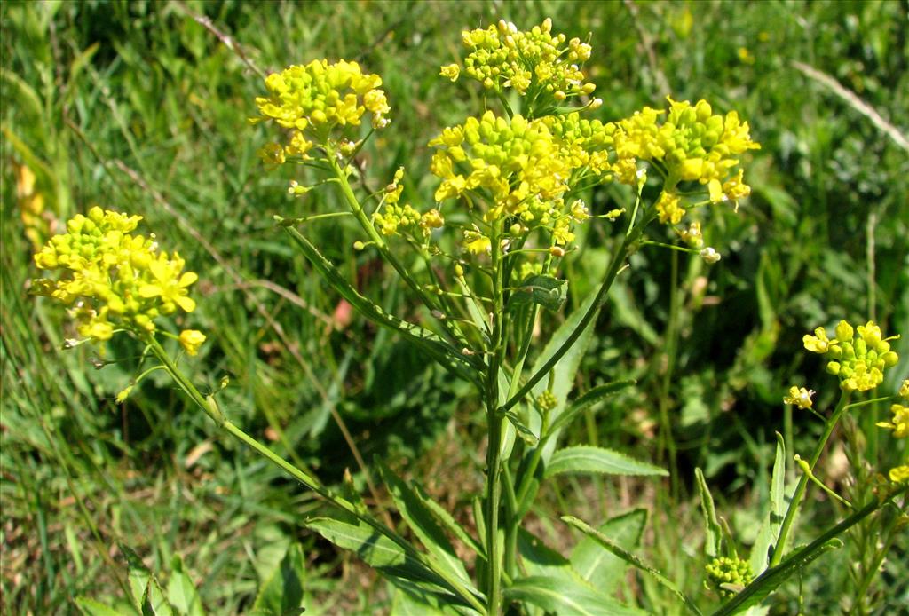 Rorippa austriaca (door Bert Verbruggen)