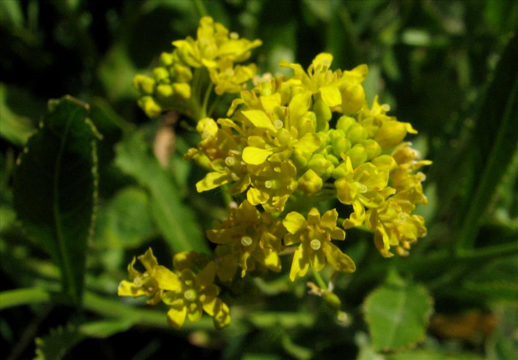 Rorippa austriaca (door Bert Verbruggen)