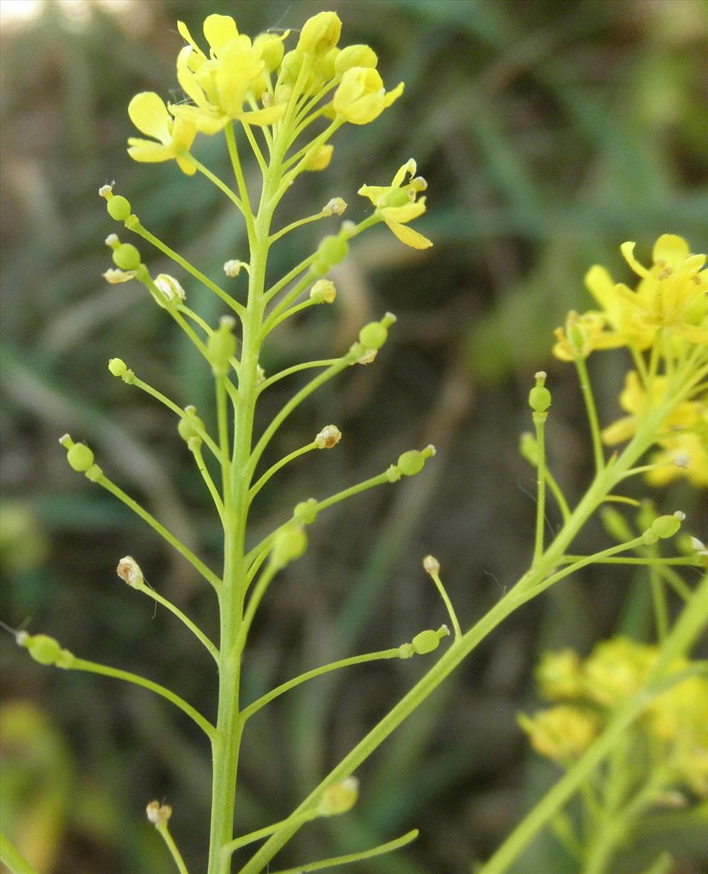 Rorippa austriaca (door Bert Verbruggen)