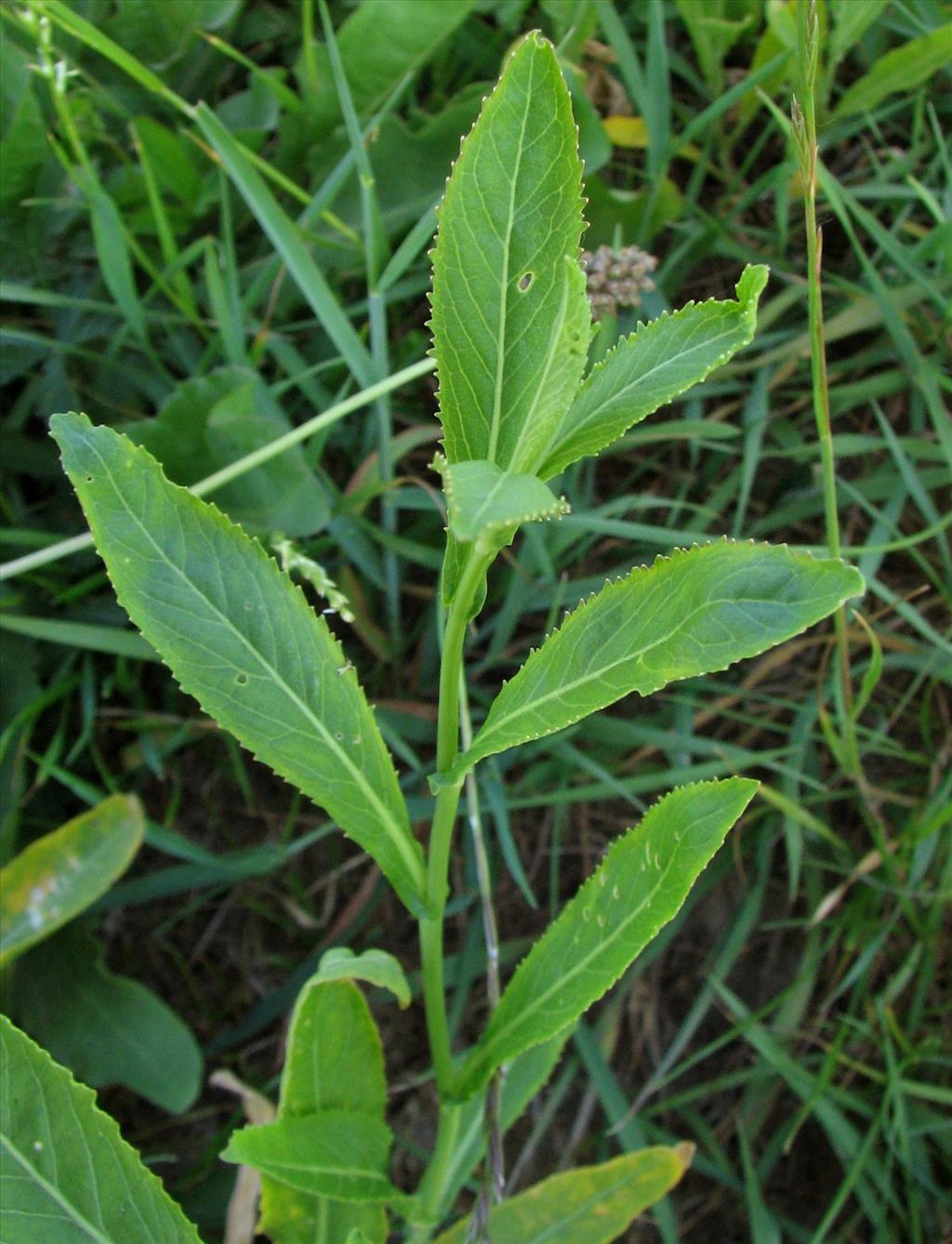 Rorippa austriaca (door Bert Verbruggen)