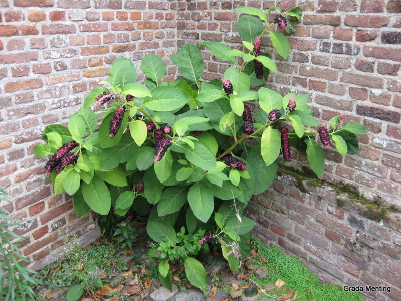 Phytolacca acinosa (door Grada Menting)