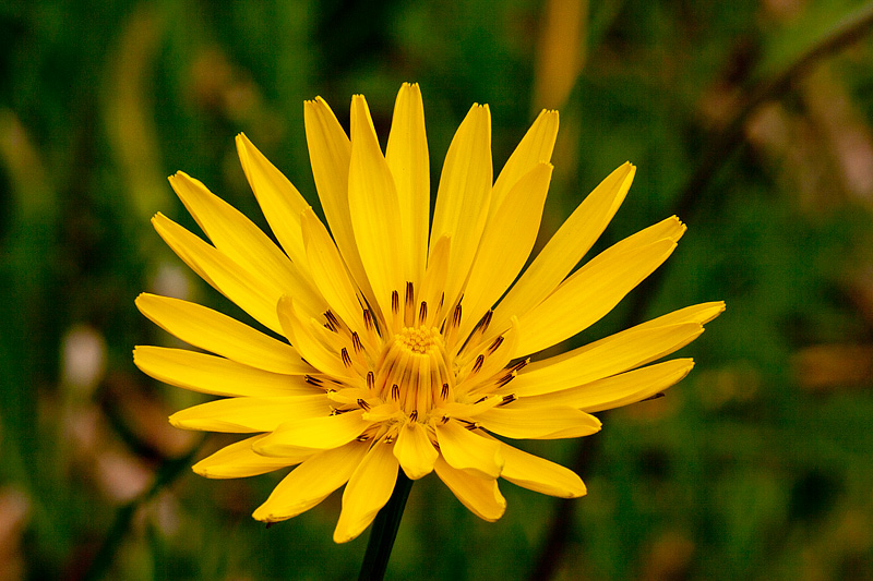 Tragopogon pratensis subsp. orientalis (door John Breugelmans)