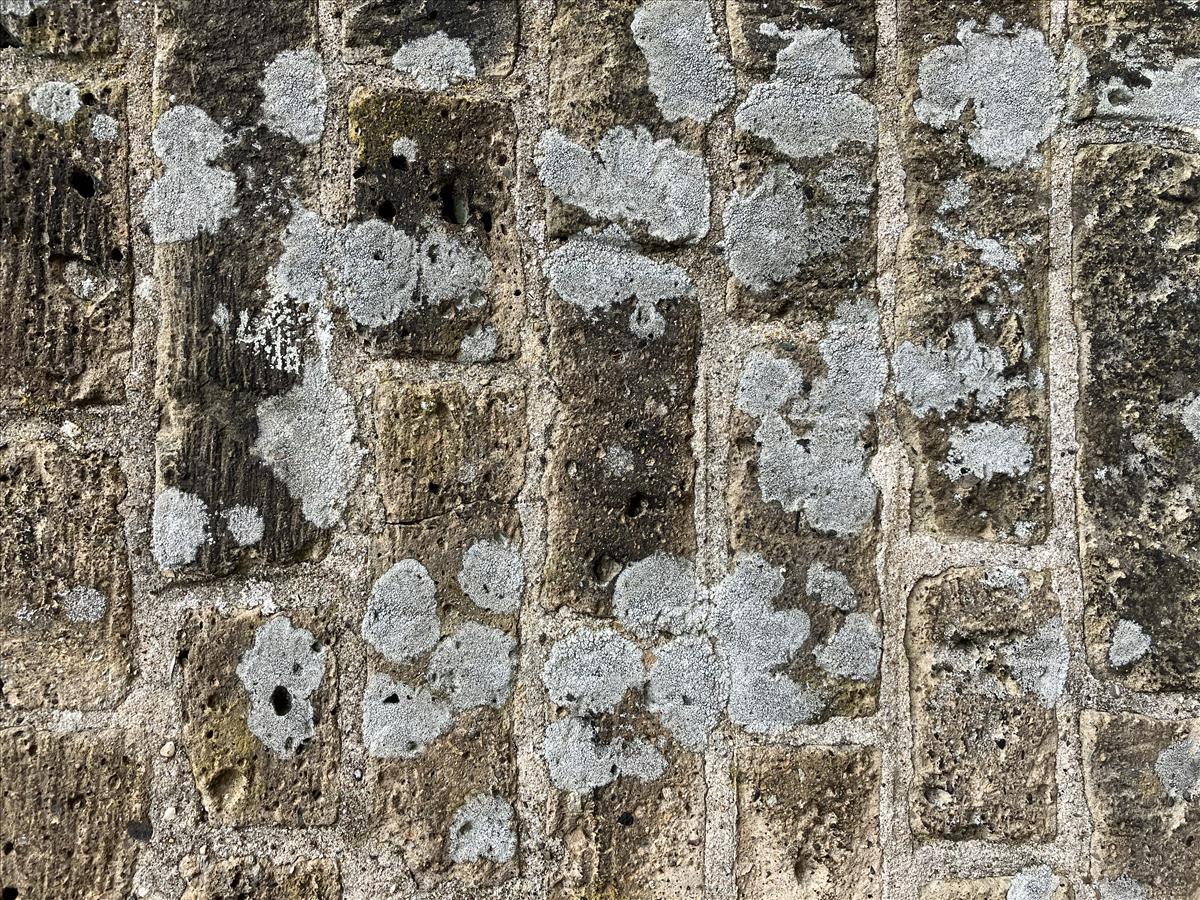 Lecanora pannonica (door Jeroen Willems)