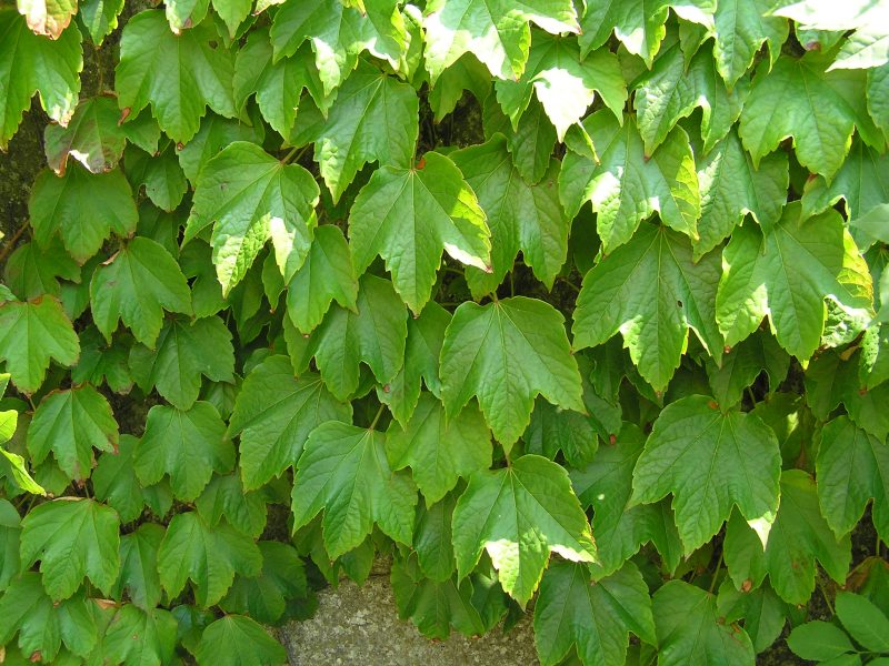 Parthenocissus tricuspidata (door Grada Menting)