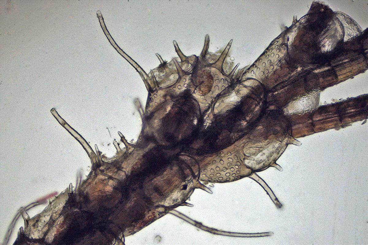 Electra pilosa (door Hans De Blauwe)