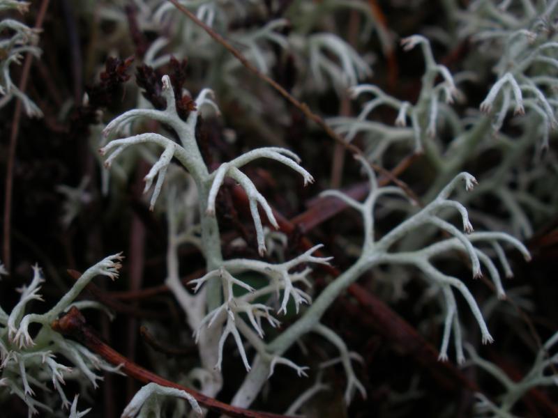 Cladonia arbuscula (door Maarten Langbroek)