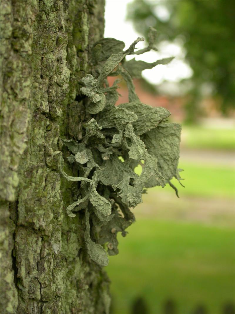 Ramalina fraxinea (door Laurens Sparrius)