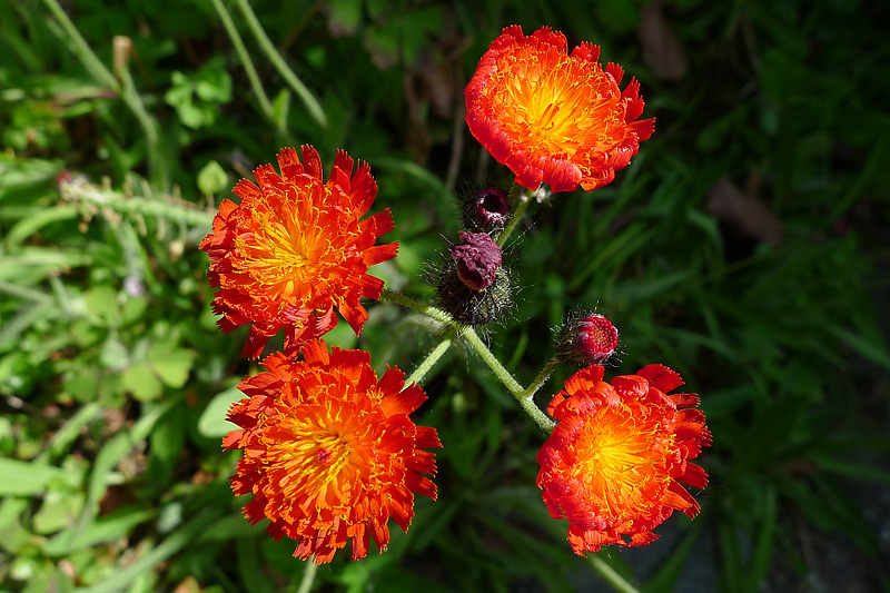 Pilosella aurantiaca (door John Breugelmans)