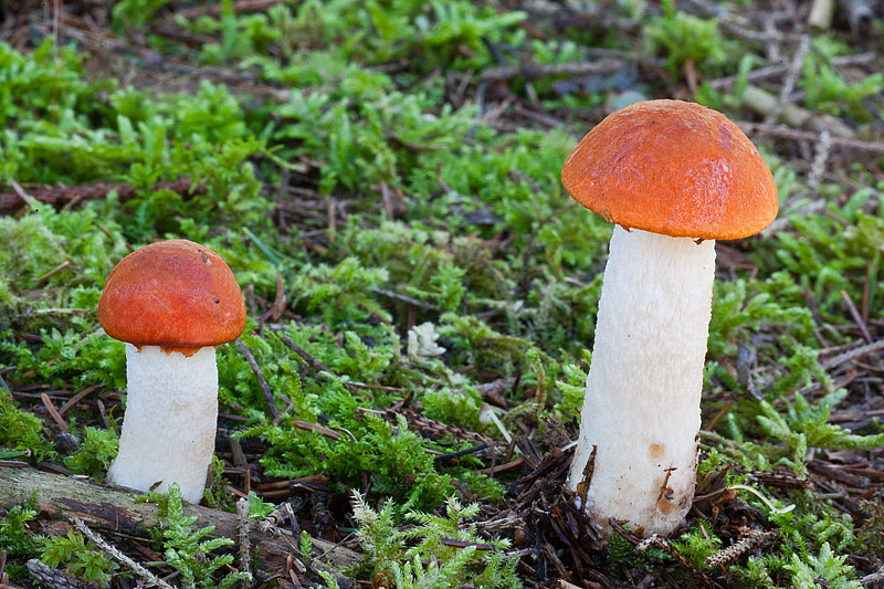 Leccinum albostipitatum (door John Breugelmans)