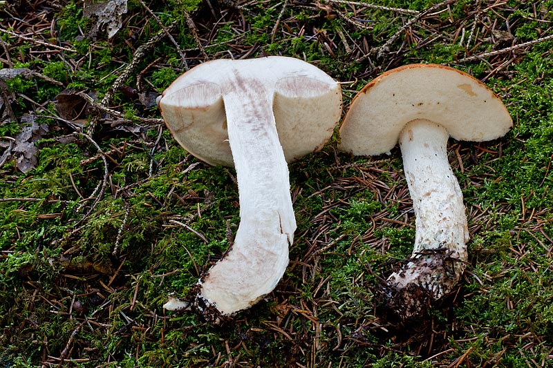 Leccinum albostipitatum (door John Breugelmans)