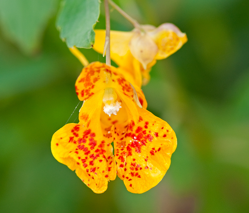 Impatiens capensis (door Wijnand van Buuren)