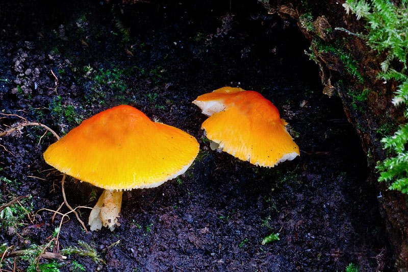 Pluteus aurantiorugosus (door John Breugelmans)