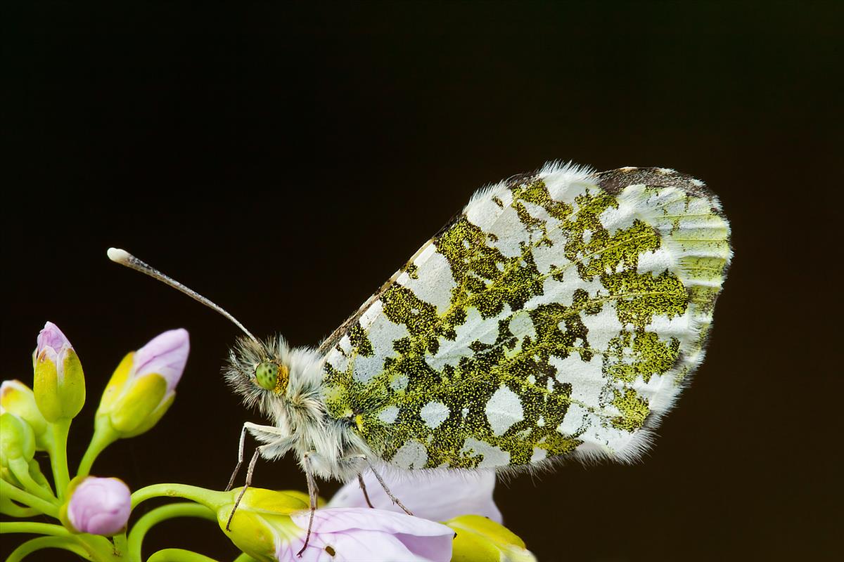 Anthocharis cardamines (door John Breugelmans)