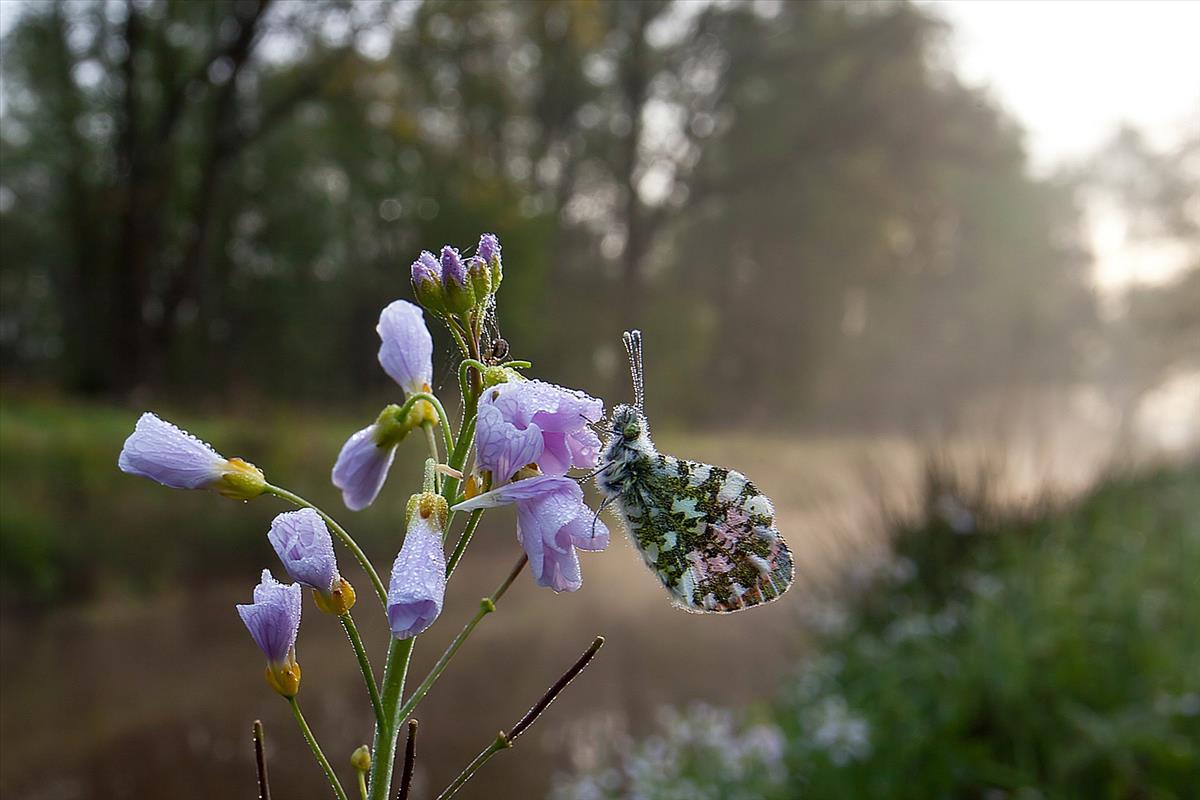 Anthocharis cardamines (door John Breugelmans)