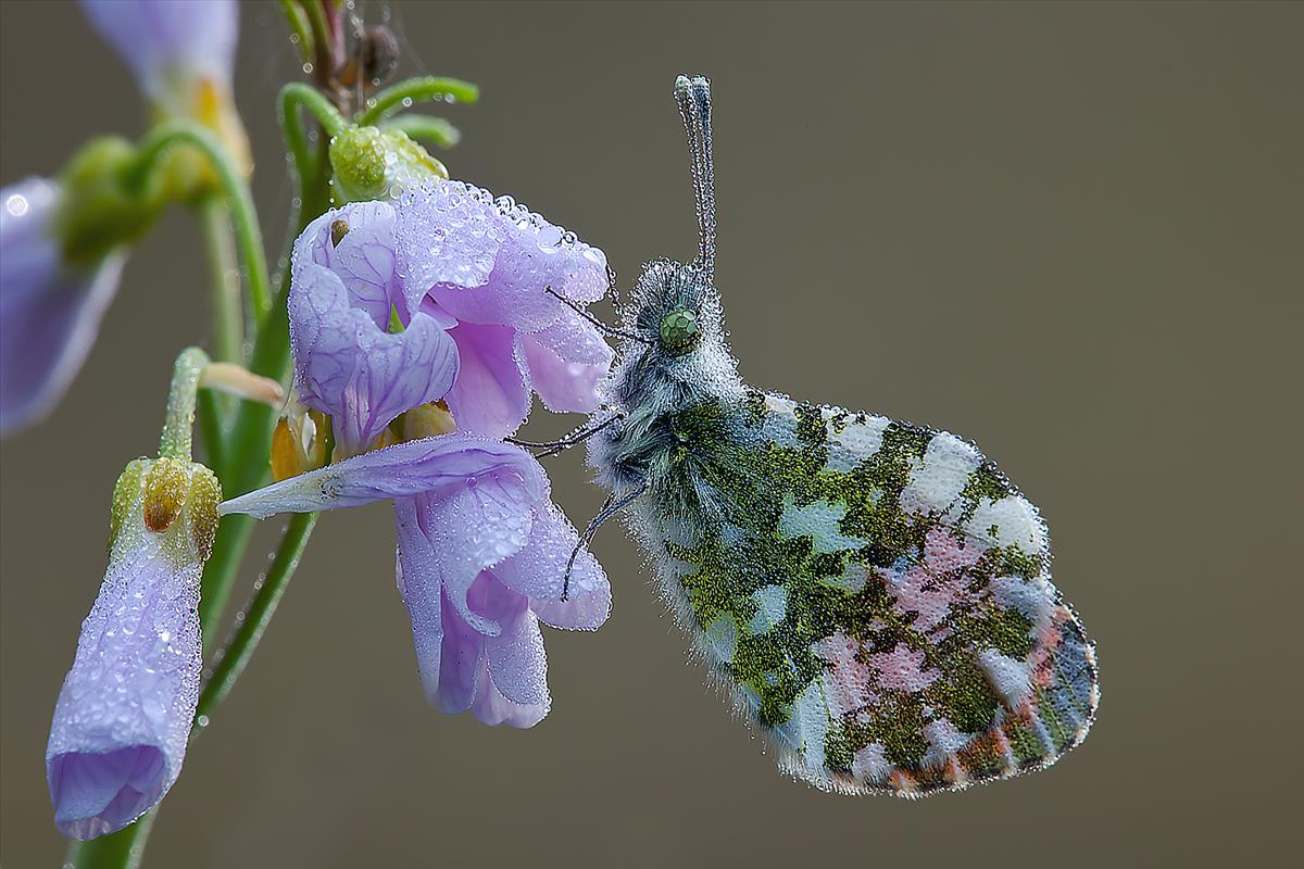 Anthocharis cardamines (door John Breugelmans)