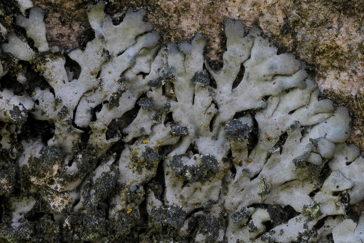 Phaeophyscia orbicularis (door Arjan de Groot)