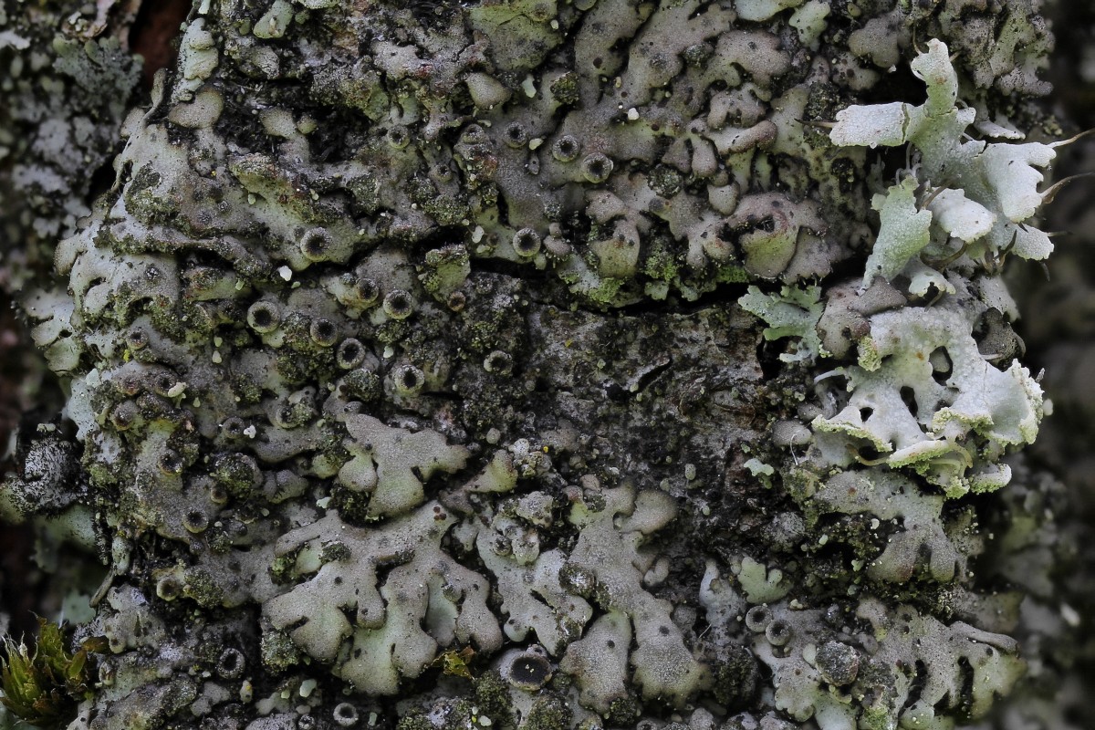 Phaeophyscia orbicularis (door Arjan de Groot)