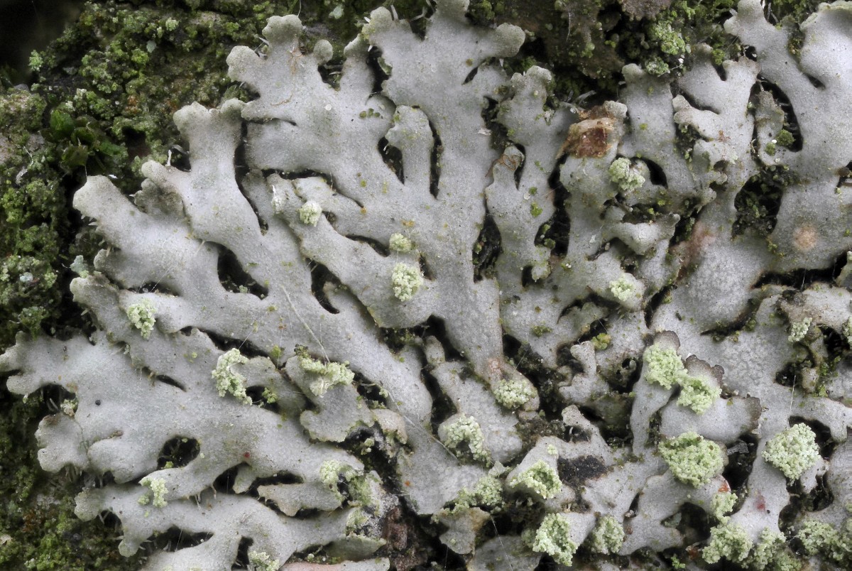 Phaeophyscia orbicularis (door Arjan de Groot)