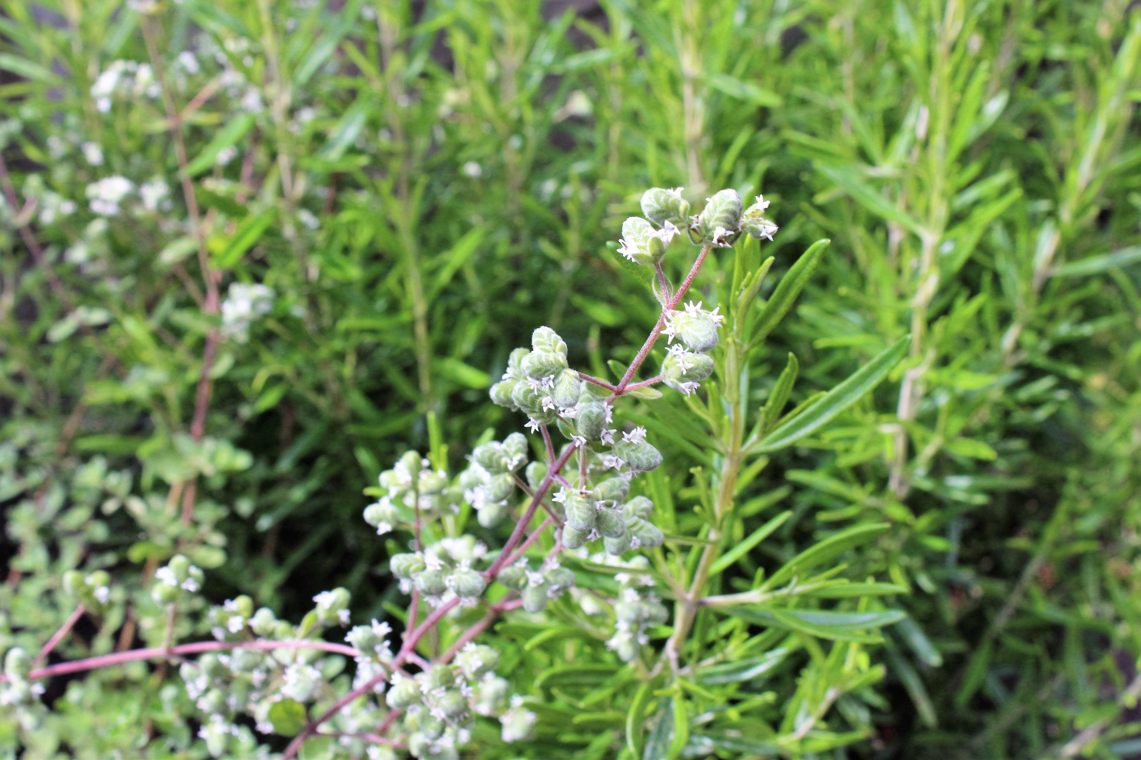 Origanum majorana (door José Langens)