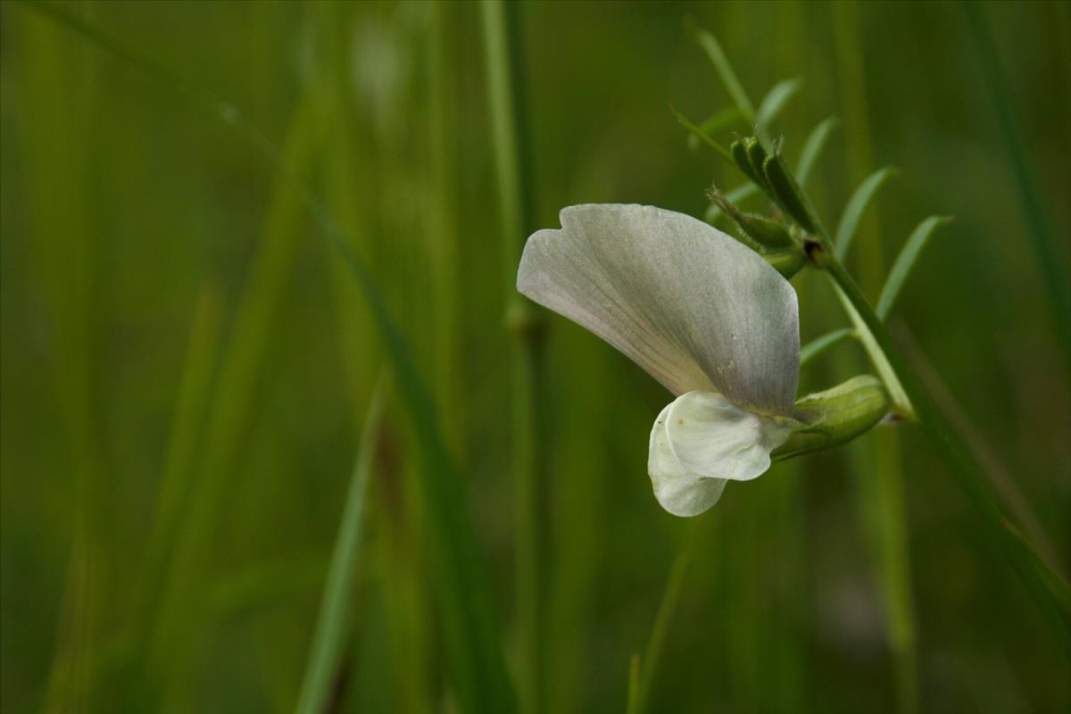 Vicia grandiflora (door Daan Curwiel)