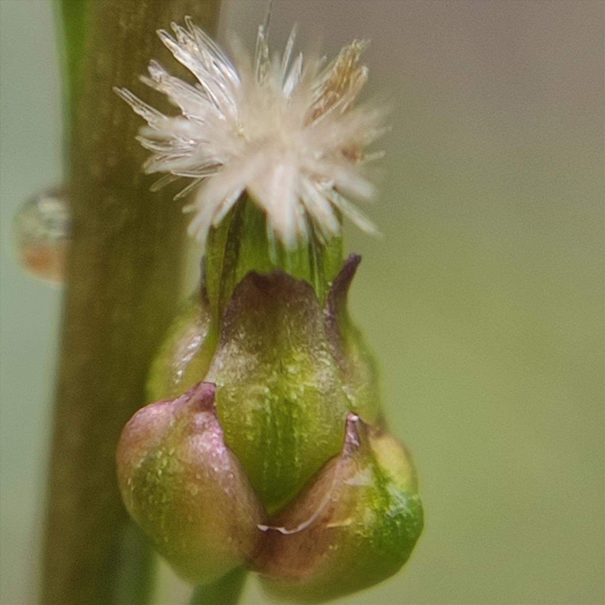 Triglochin palustris (door Marcel Hospers)