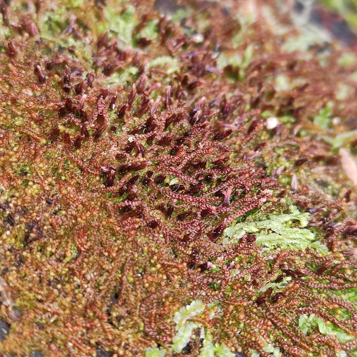 Nowellia curvifolia (door Marcel Hospers)