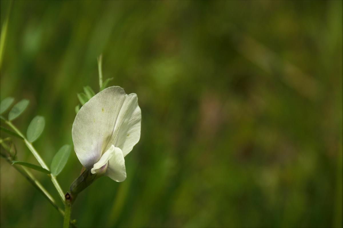 Vicia grandiflora (door Daan Curwiel)
