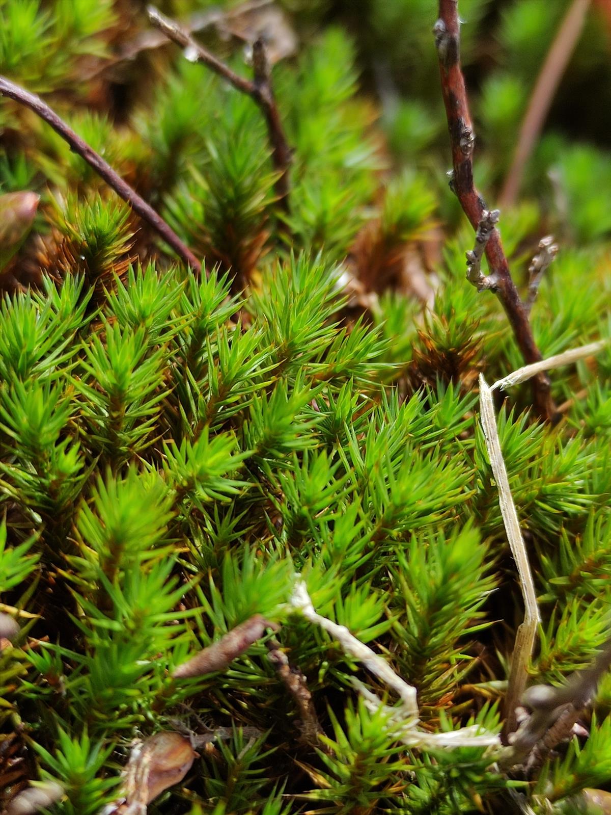 Polytrichum juniperinum var. affine (door Marcel Hospers)