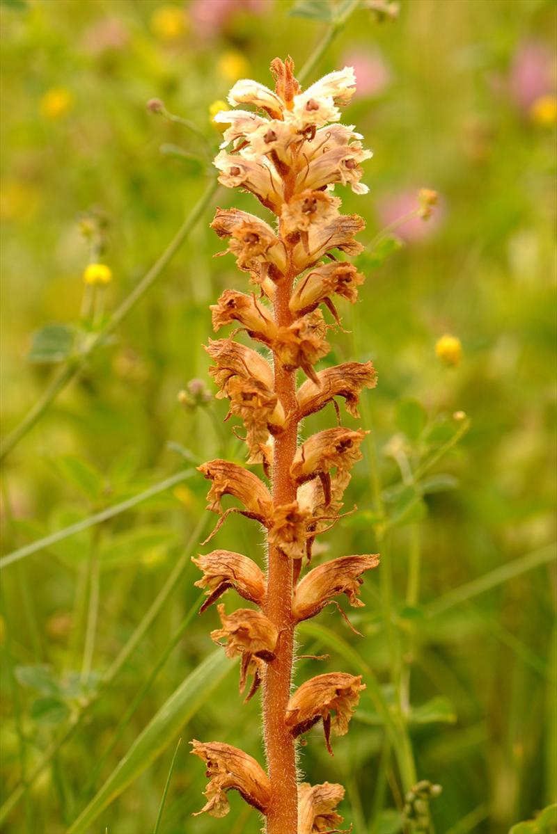 Orobanche minor (door Willie Riemsma)