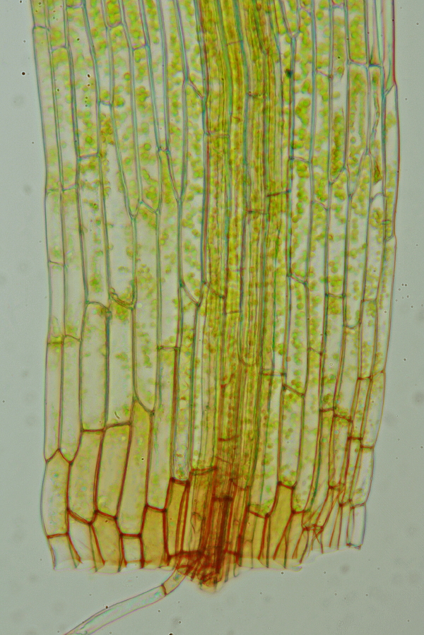 Orthodontium lineare (door Jan Kersten)