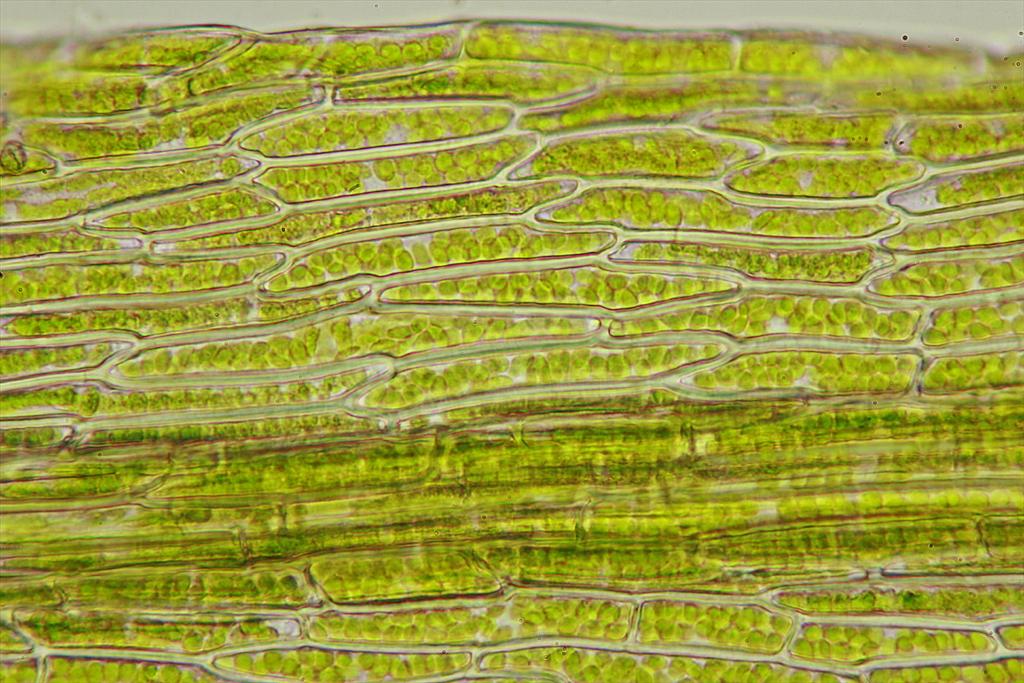 Orthodontium lineare (door Jan Kersten)