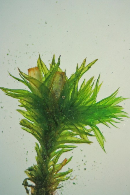 Orthotrichum acuminatum (door Jan Kersten)