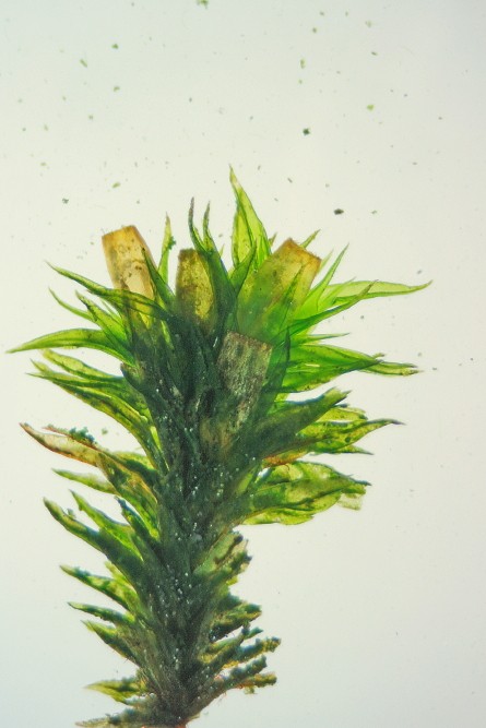 Orthotrichum acuminatum (door Jan Kersten)