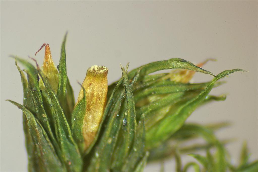 Orthotrichum acuminatum (door Jan Kersten)