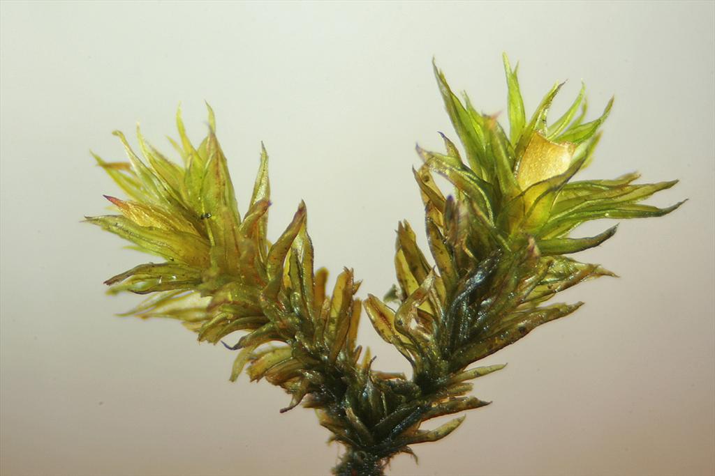 Orthotrichum acuminatum (door Jan Kersten)