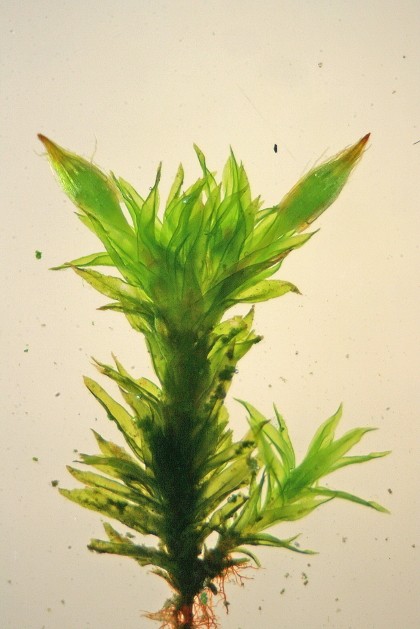 Orthotrichum affine (door Jan Kersten)