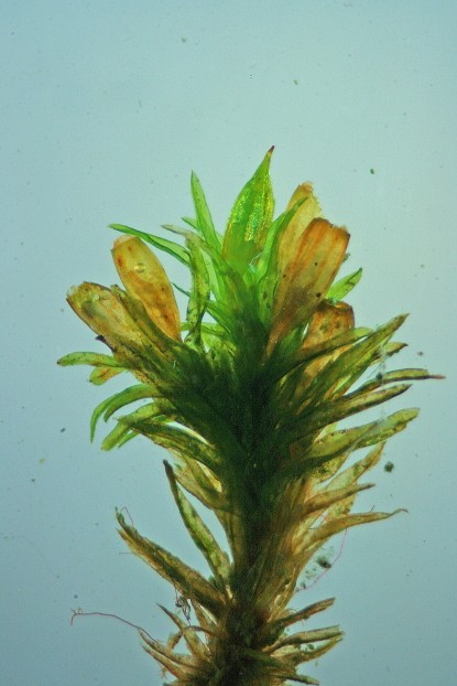 Orthotrichum affine (door Jan Kersten)