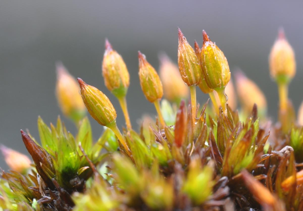 Orthotrichum anomalum (door Wouter Van Landuyt)