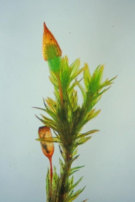 Orthotrichum anomalum (door Jan Kersten)